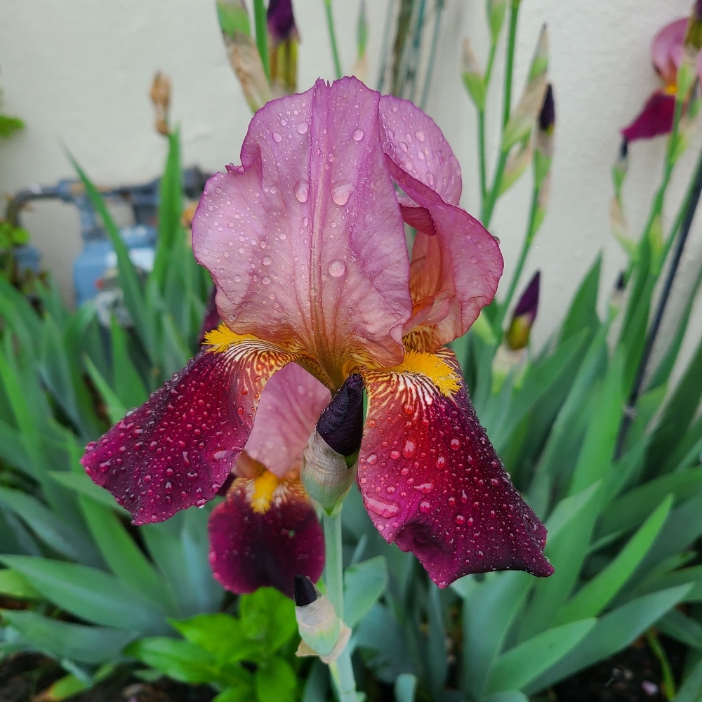 Iris 5 plants for $25 - Picture 2 of 2